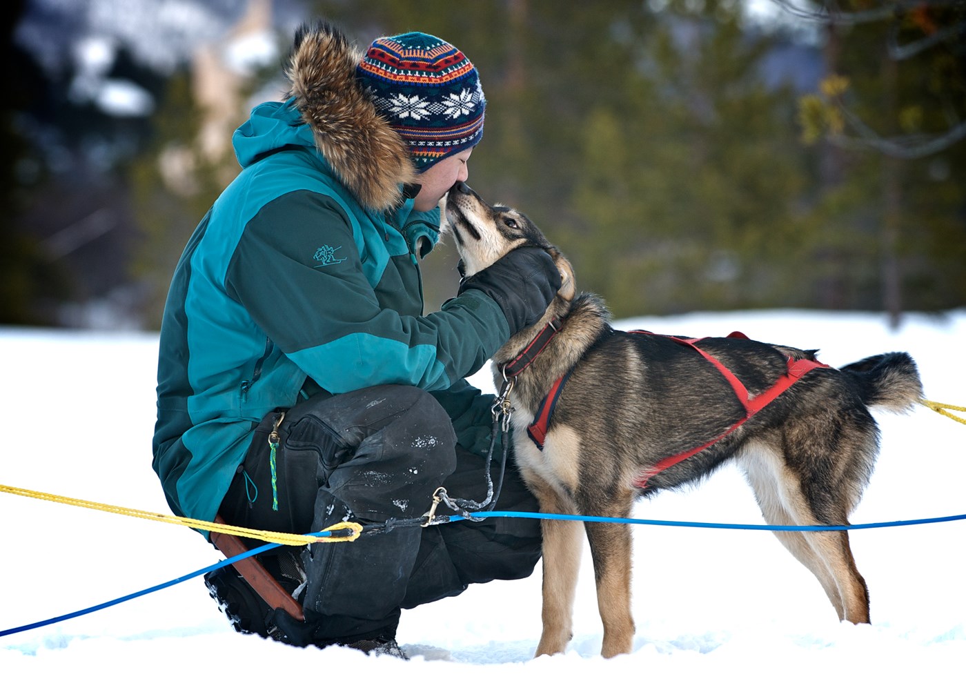 Geilo-husky-dogsledding-winterkiss-hallingdal-hallingskarvet-photo-AndersKMedhus.jpg